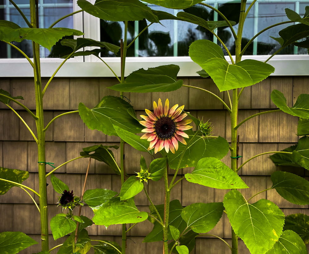 Colorful sunflowers growing against a house
