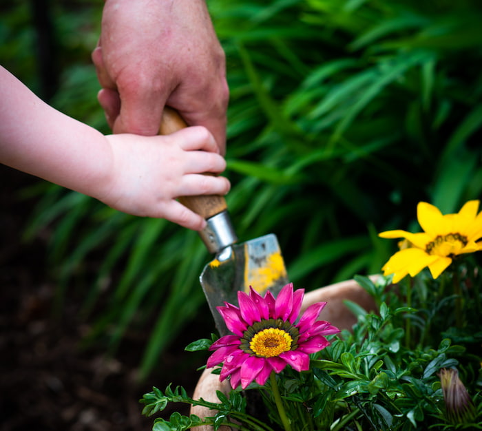 Child's hand helping parent use a trowel in the garden.