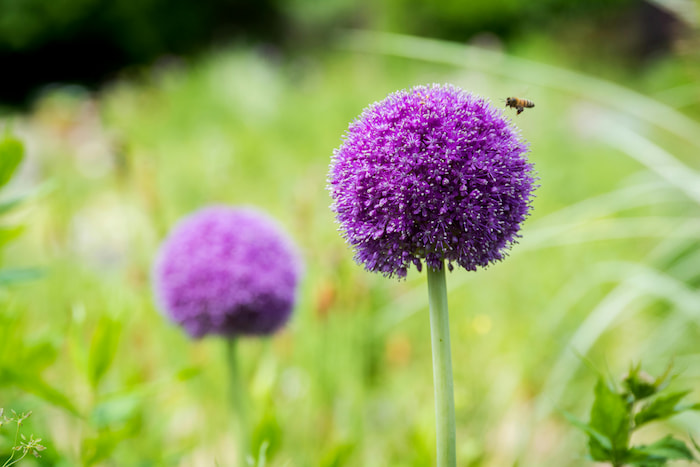 Bee landing on a bright purple, spherical flower