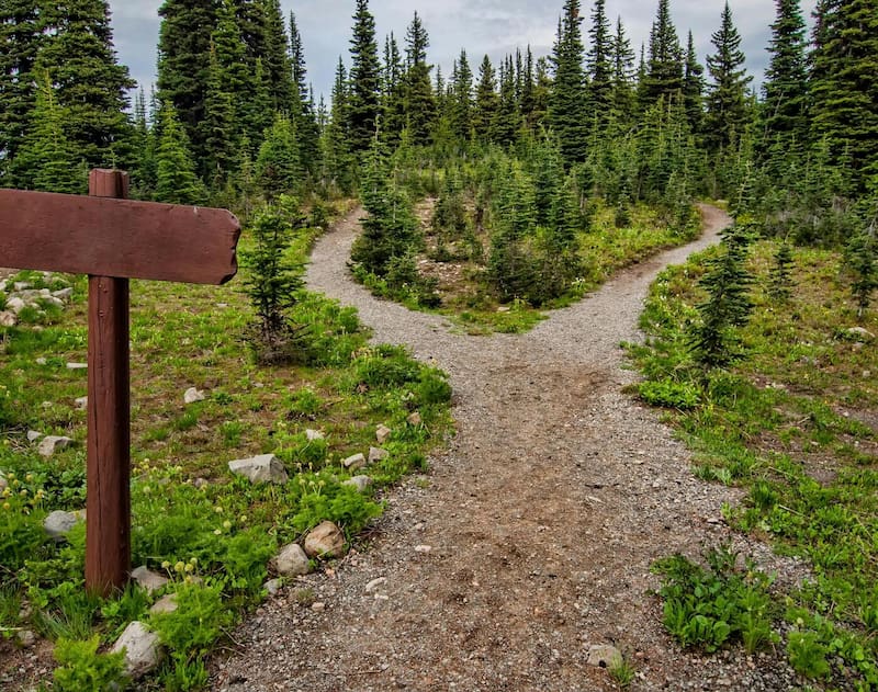 A hiking trail diverges into 2 paths into the trees