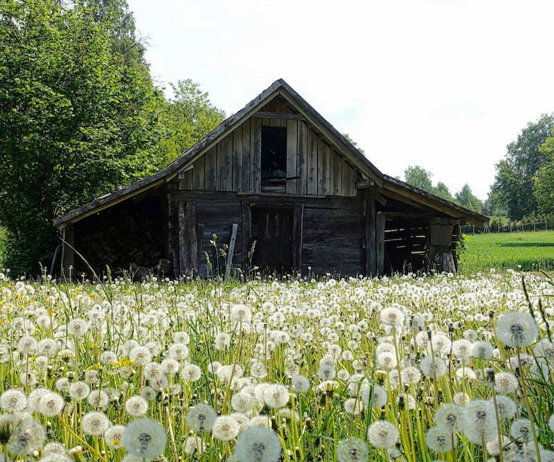 Wooden barn in a field of flowers and grasses